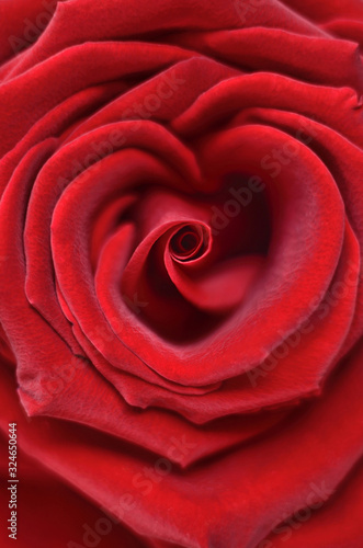 Red rose in the shape of a heart