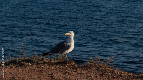 gull