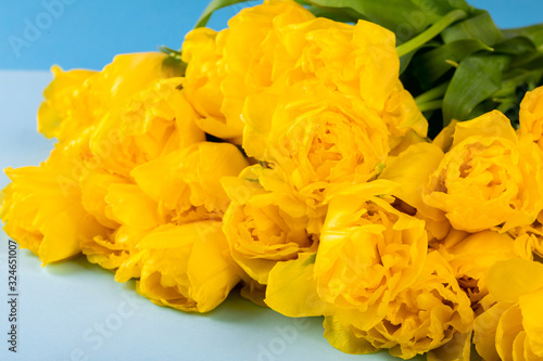 Yellow tulips flowers .Symbol of spring.Mother's Day, Birthday, Valentine's Day.