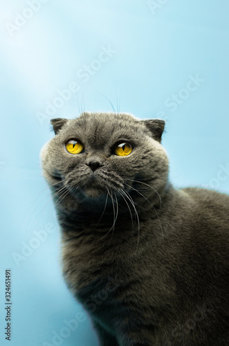Scottish fold cat on a soft blue background, portrait with copy space