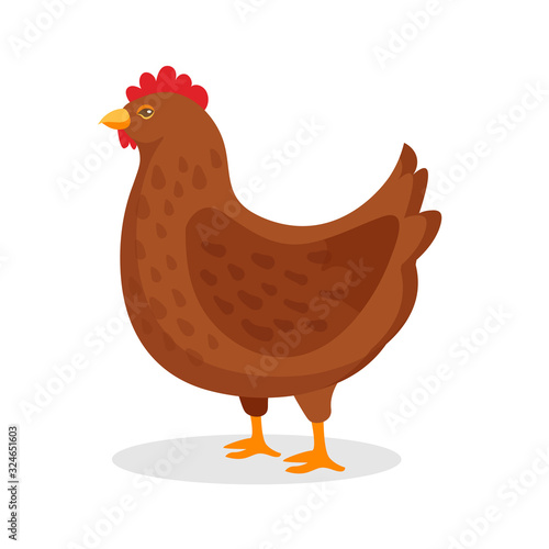Brown hen domestic bird with red comb on white