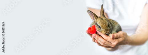 Banner little rabbit and heart in human hands. The concept of animal protection and conservation. Bunny close-up in the palm of the girl's hand. Careful attitude to nature. Copy space.