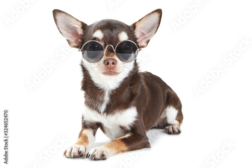 Chihuahua dog in sunglasses isolated on white background