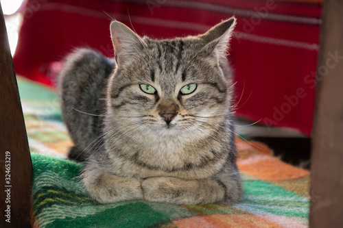 Cute cat sitting in the backyard on a colorful rug. Adorable kitty, animal theme © Len0r