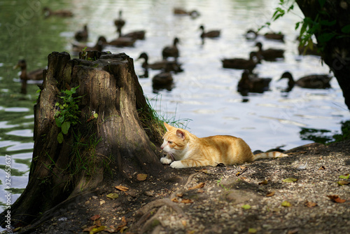 Red cat on the prowl, Red cat is sitting in wait and waiting for ducks. Red tabby cat preys on duck. Red cat on the nature in the summer