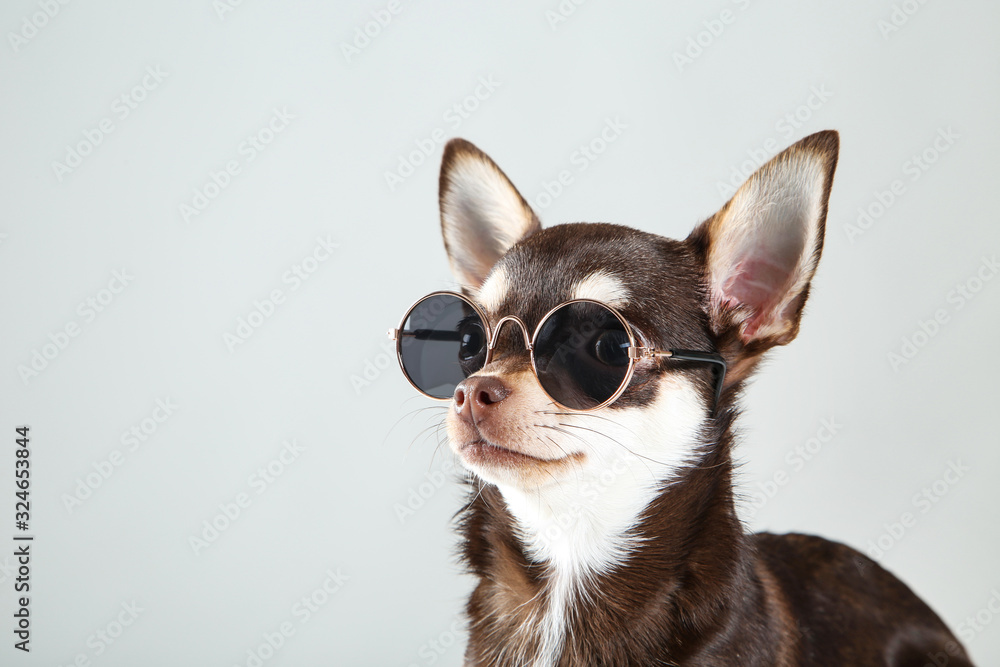 borroso Vuelo Oferta Chihuahua dog in sunglasses on grey background foto de Stock | Adobe Stock