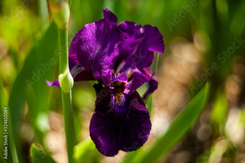 Bearded Iris  Forest Hill .plants from botanical garden for catalog. Natural lighting effects. Shallow depth of field. Selective focus  handmade of nature. Flower landscape