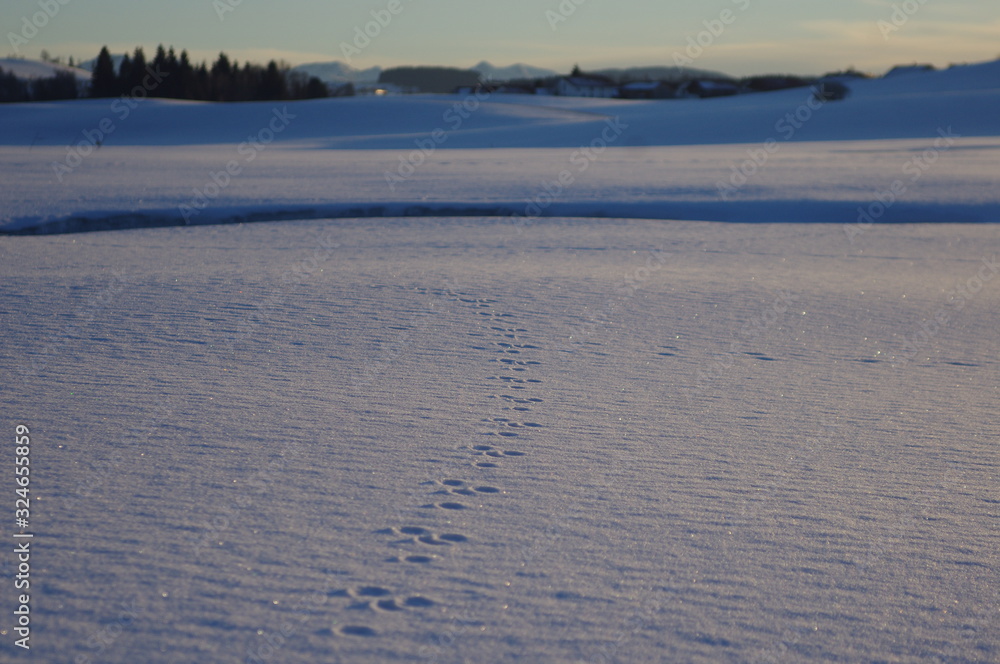 Animal steps in the snow on sunny winterday Animal steps in the snow on sunny winterday