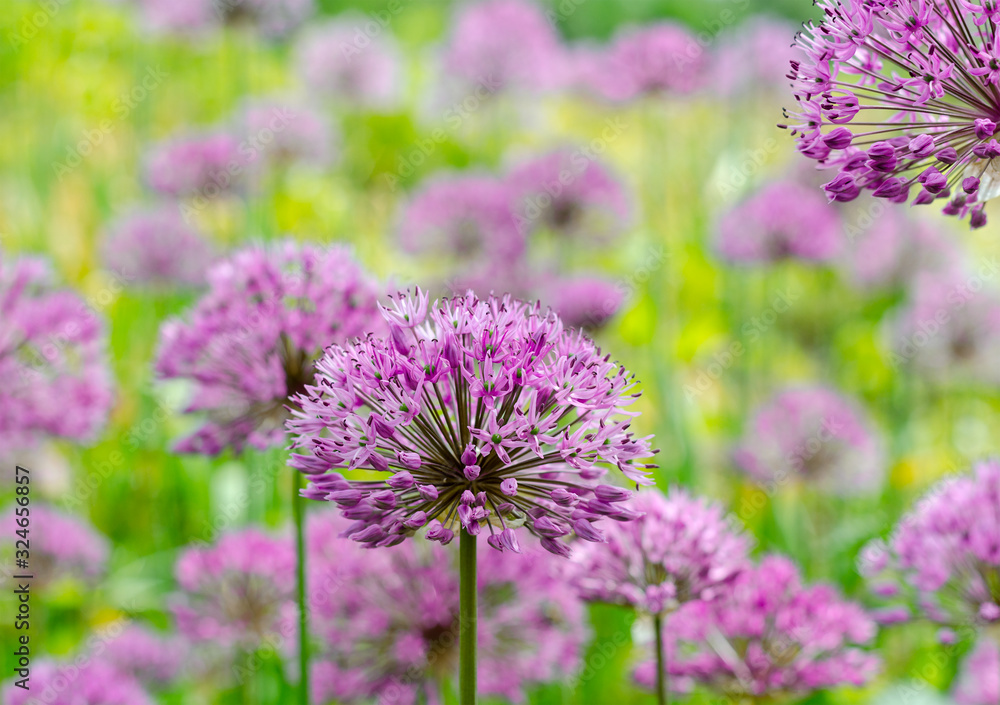 Fototapeta premium Purple allium lucy ball flowers field. Spring garden design with perennial violet plants.