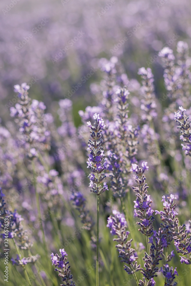 Obraz premium Lavender flowers