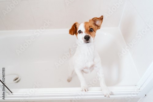 cute lovely small dog wet in bathtub, clean dog. Pets indoors © Eva