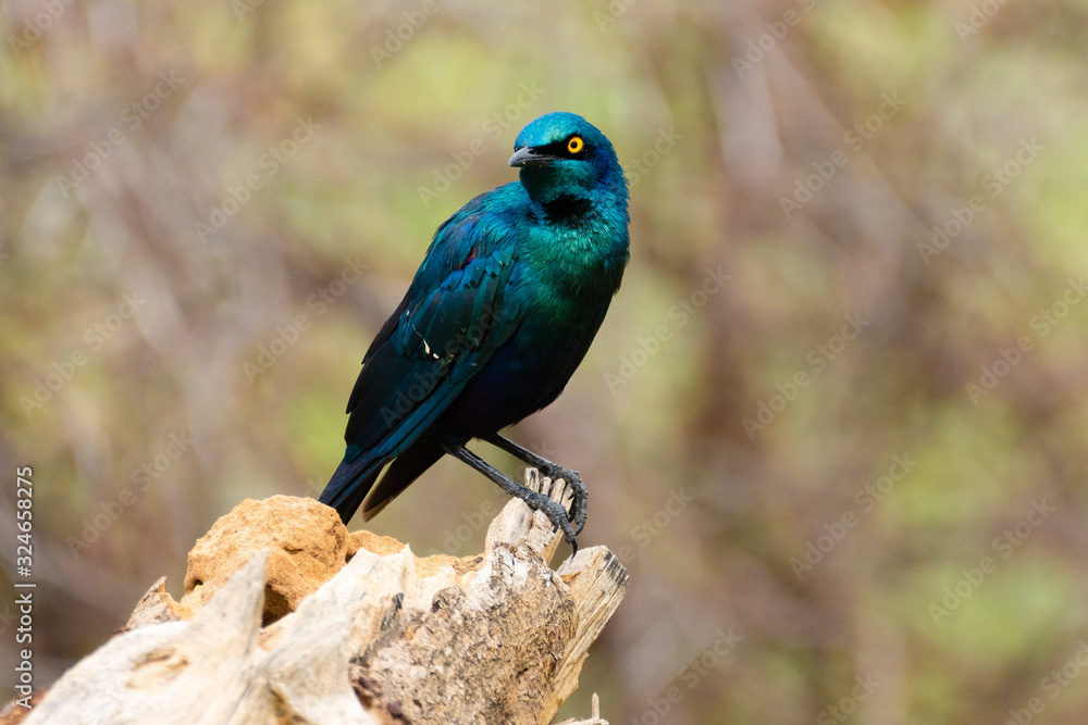 Naklejka premium Vogel