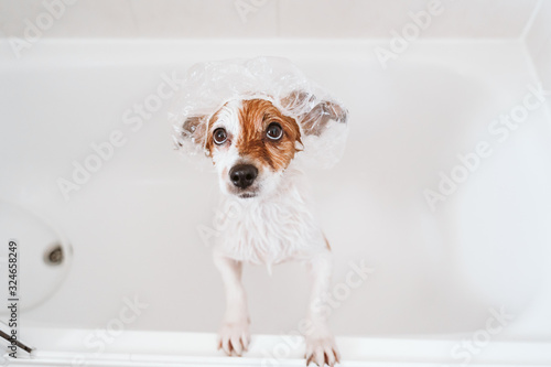cute lovely small dog wet in bathtub, clean dog with funny shower cap on head. Pets indoors