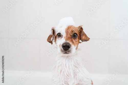Obraz na płótnie cute lovely small dog wet in bathtub, clean dog with funny foam soap on head