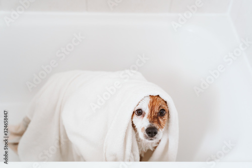 cute lovely small dog wet in bathtub, clean dog getting dried with towels. Pets indoors