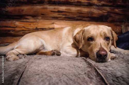 Sad dog. Labrador with a toy