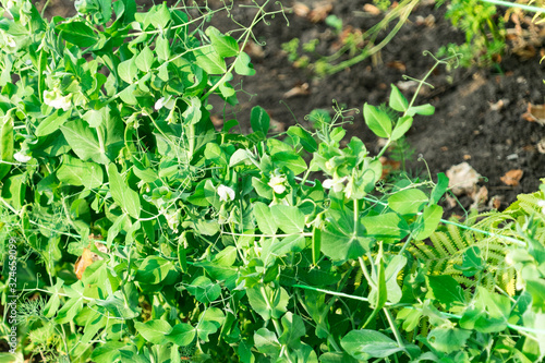 The cultivation of peas. Photo of growing peas in the garden.