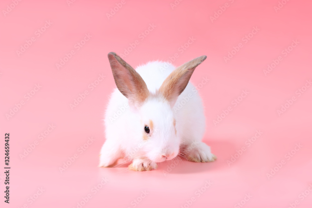 Happy cute white fluffy bunny rabbit on pink background. celebrate Easter holiday and spring coming concept.