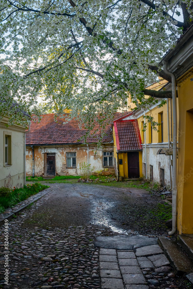 Old courtyard with flowering trees in the center of Vilnius.