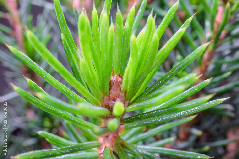 spruce branch on a green background spruce branch on a green background