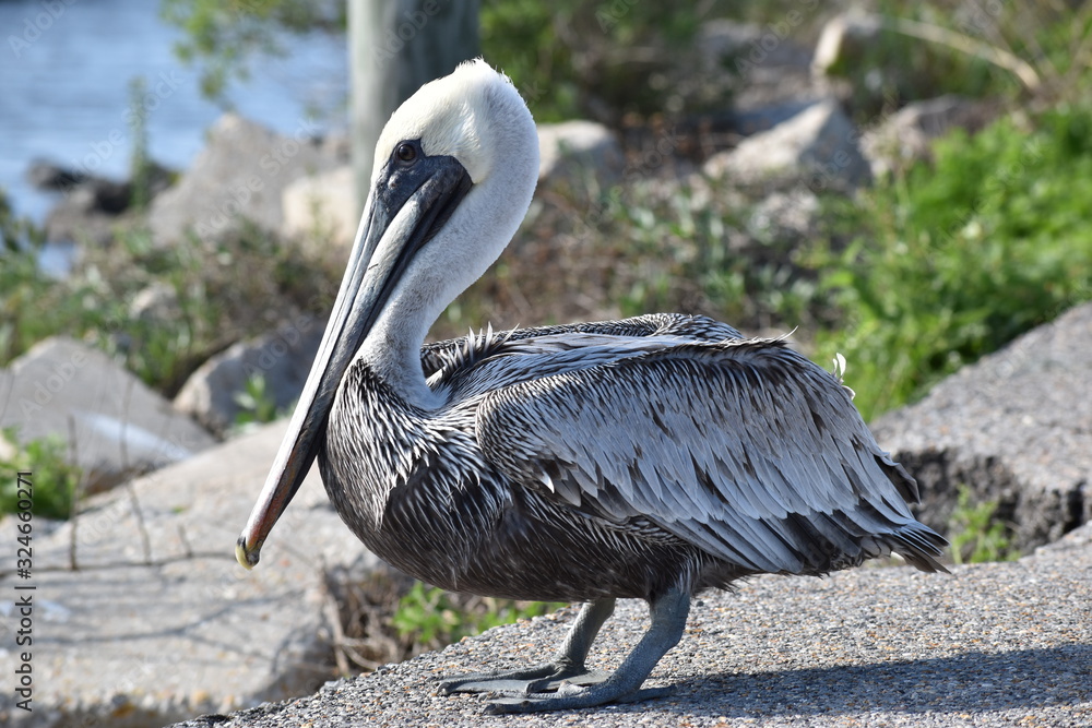 Fototapeta premium Pelican