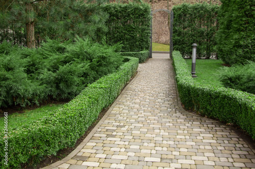 Buxus sempervirens boxwood in a classic English garden.