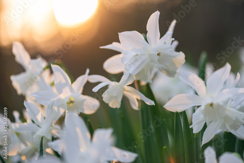 White daffodil flowers blooming in the spring