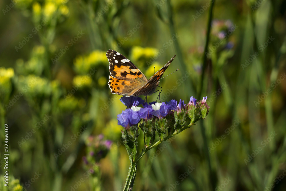Obraz premium Painted Lady butterfly (Vanessa Cardui), wings opened, feeding pollen, collects nekrar from white and blue flowers (Limonium). Butterfly with wings, top view, summertime background