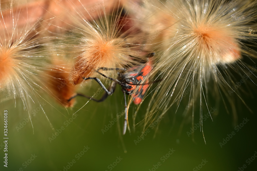 Fototapeta Detail of a red bed bug peeking between the seeds of an oleander