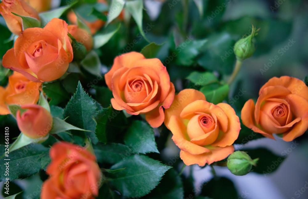Bouquets of roses. Orange rose buds in green foliage. Bouquets of roses. Orange rose buds in green foliage.