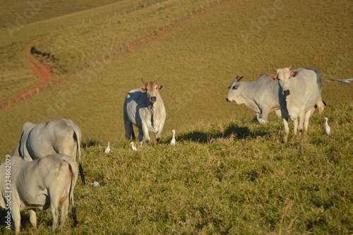 Fototapeta Naklejka Na Ścianę i Meble -  Cows on a mountain pasture