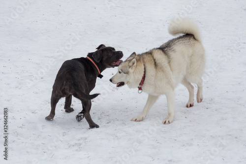 Siberian husky and italian mastiff puppy are playing in the winter park. Pet animals.