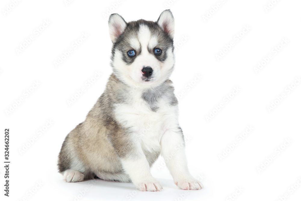Husky puppy isolated on white background