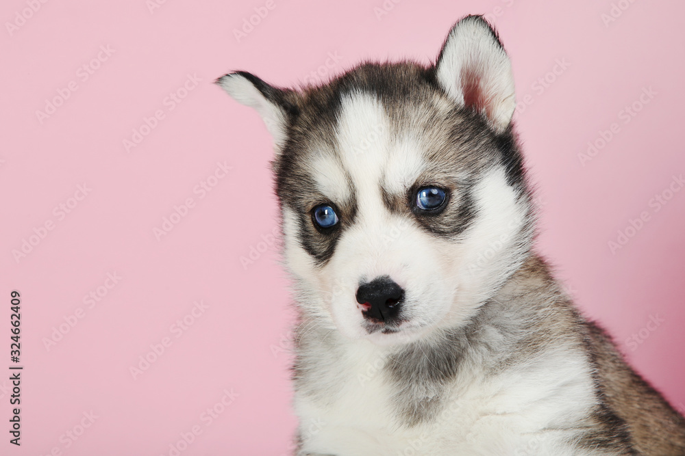 Husky puppy on pink background