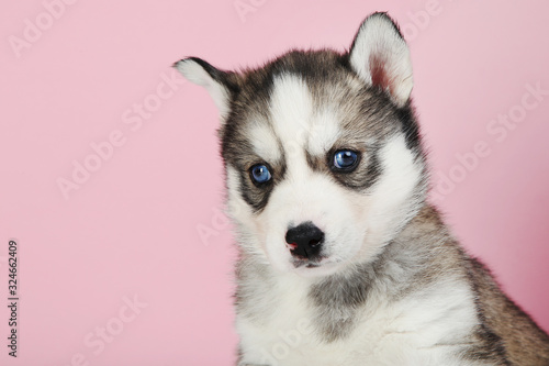 Husky puppy on pink background