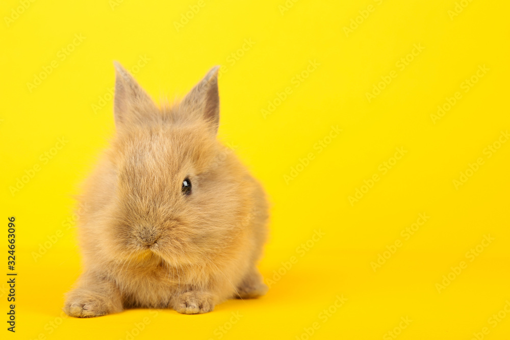 Bunny rabbit on yellow background Bunny rabbit on yellow background