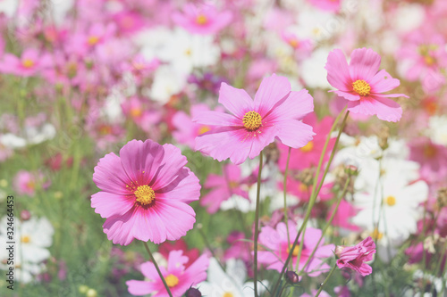 Pink cosmos flower blooming cosmos flower field, beautiful vivid natural summer garden outdoor park image.