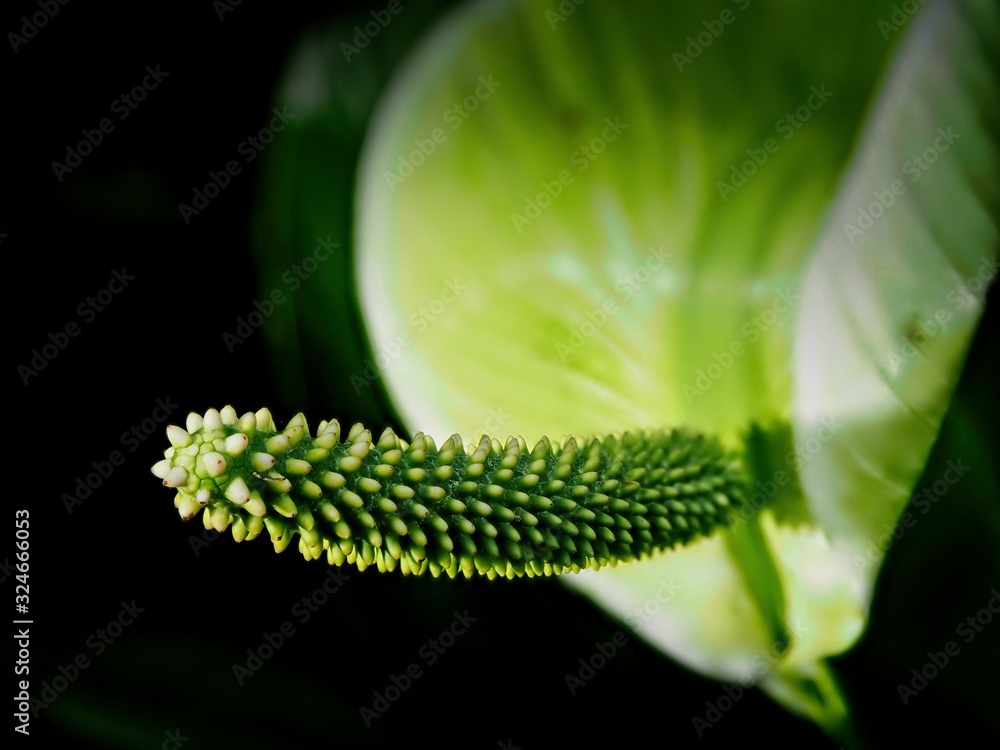 Fototapeta premium Green tropical Anthurium plant