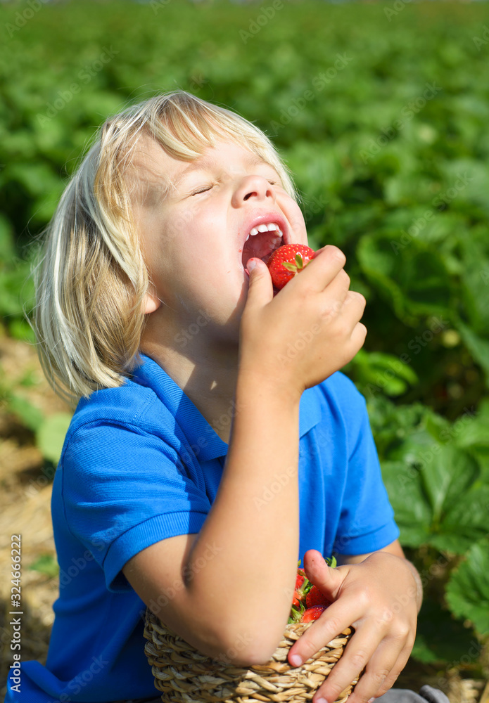 Smiling little boyl eating strawberries in the garden Smiling little boyl eating strawberries in the garden