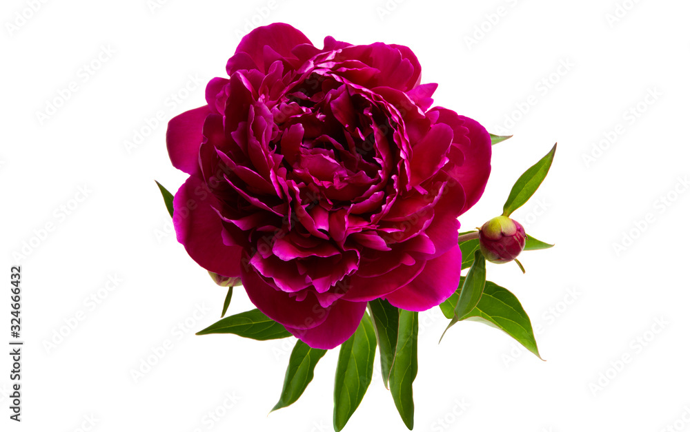 dark red peony flower isolated