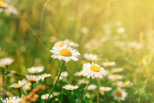 Daisies on the field at sunset