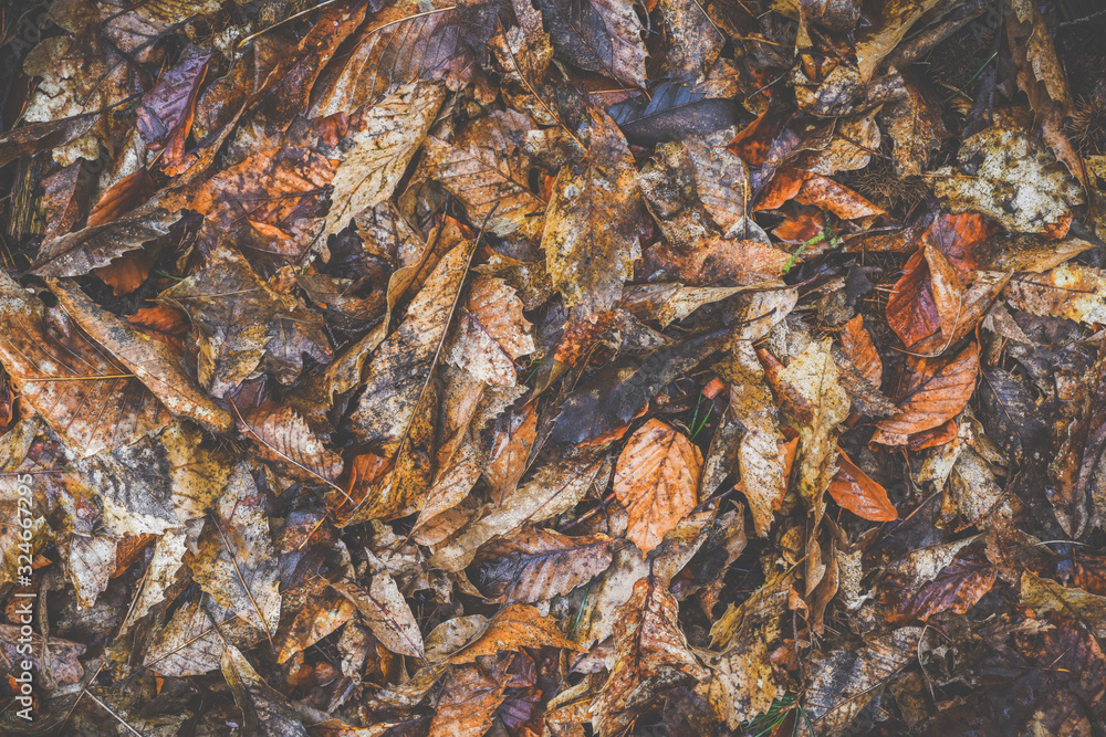Overhead angle shot of fallen varied colour leaves on a forest floor Overhead angle shot of fallen varied colour leaves on a forest floor