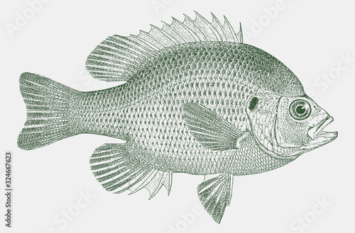 Spotted sunfish lepomis punctatus, a freshwater fish from Southeastern United States photo