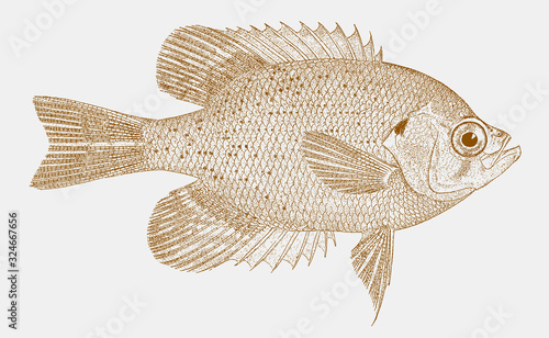 Flier, centrarchus macropterus, a freshwater sunfish from the southern united states in side view photo