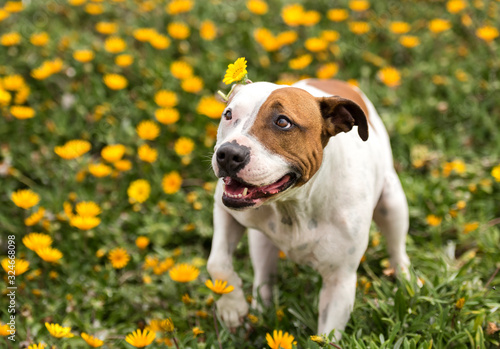 Puppy on the flower field. Sydney Australia