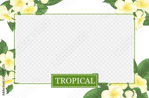 Cover design, transparent product package window, and blossom plumeria border. Regenerate cream label design with yellow plumeria. Template of beauty skincare design over the tropical border.