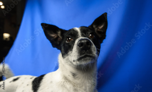 Surprised basenji dog on a blue background with copy space, portrait on fabric and in studio © FellowNeko