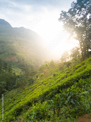 Beautiful landscape of sun rising above tea bushes on the plantation