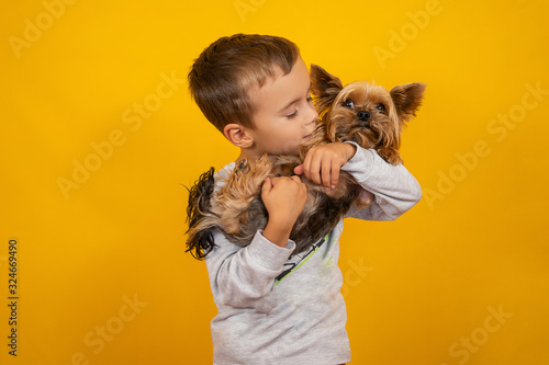 Little boy with dog Yorkshire terrier on a yellow background
