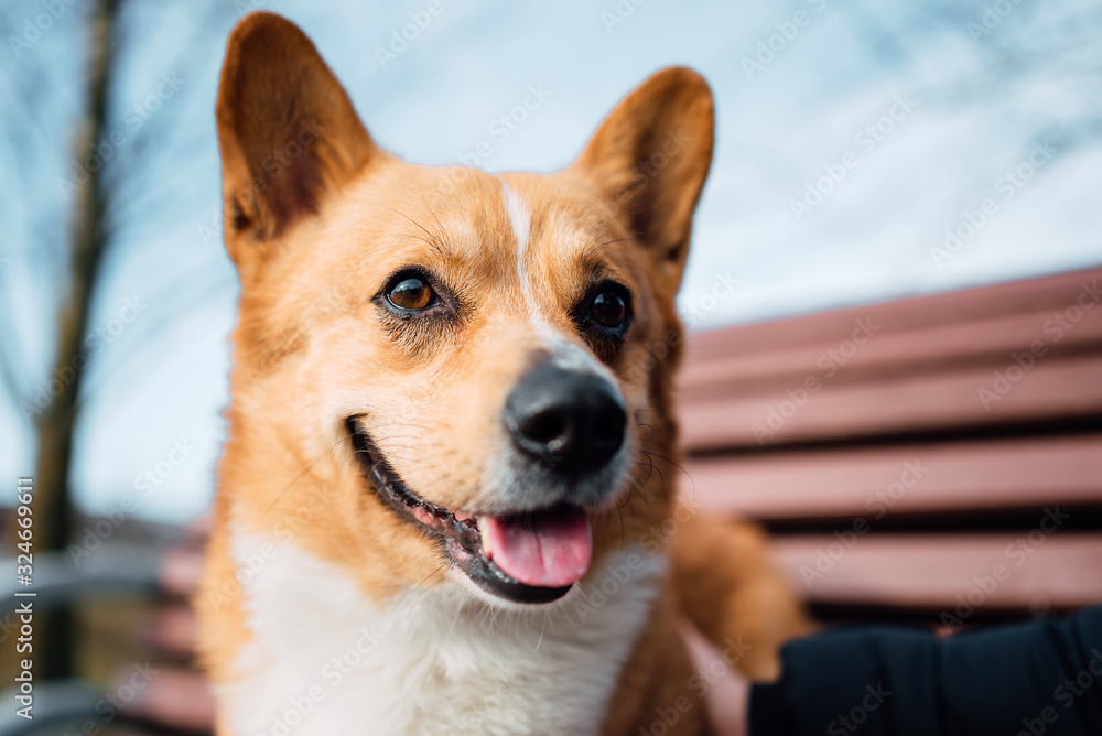 Corgi dog outdoors closeup portrait Corgi dog outdoors closeup portrait